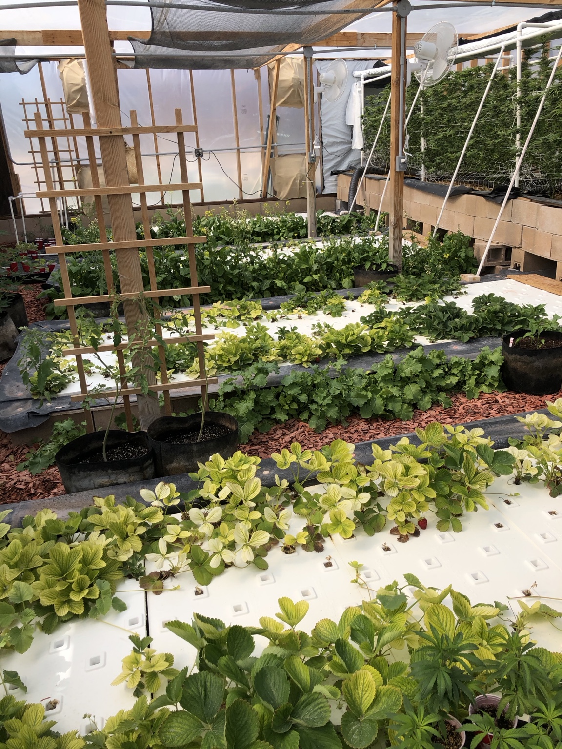 Aquaponic growing beds and dense plants inside Robbie's former Sandy Valley greenhouse
